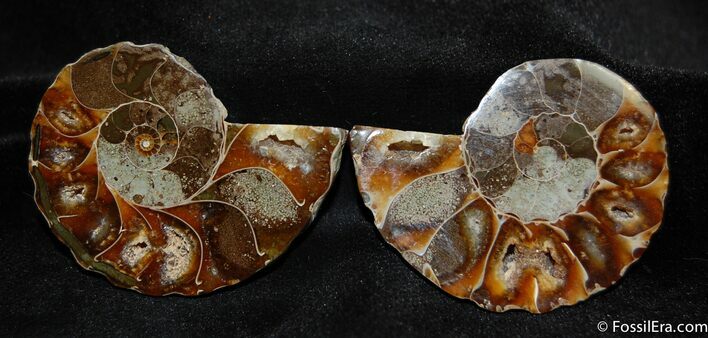 Inch Desmoceras Ammonite Pair #506
